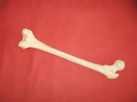 Bone stock. Things To Know About Bone stock. 